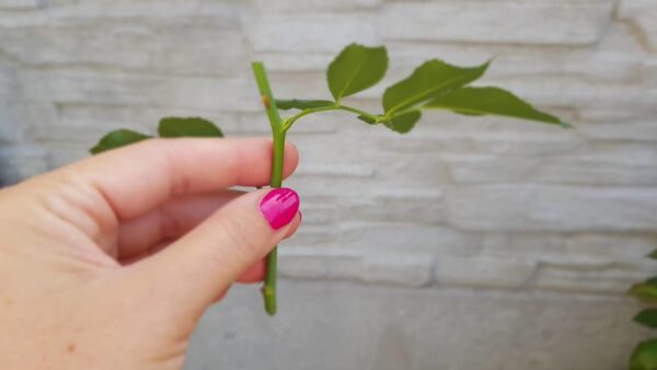 Tagliate una banana a metà e avvolgetela intorno a una rosa: funziona come per magia!