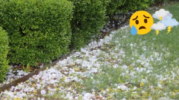 Tempeste e temporali: 8 consigli per proteggere il giardino e l’orto