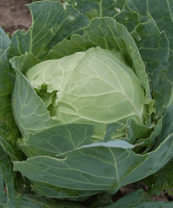 Trattate i vostri cetrioli e zucchine con il bicarbonato di sodio: La migliore protezione contro le malattie e un raccolto a secchiate fino all’autunno!