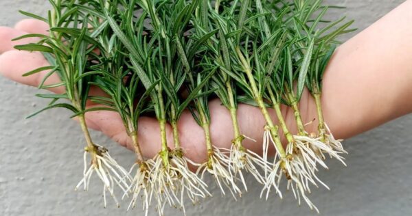 Trucchi e segreti per avere sempre una pianta di rosmarino frondosa e abbondante