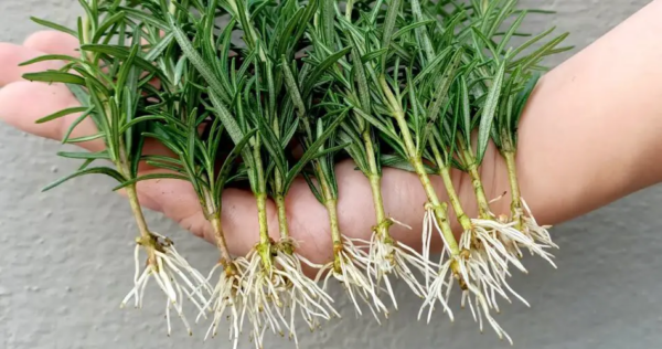 Trucchi e segreti per avere sempre una pianta di rosmarino frondosa e abbondante