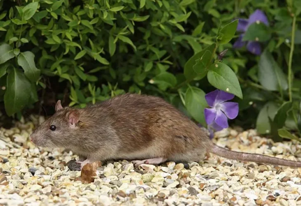 Trucco naturale per uccidere i ratti senza prodotti chimici