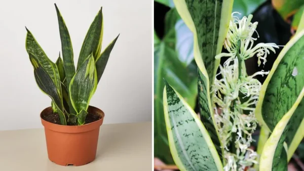 Tutti i consigli per curare la sansevieria e farla fiorire tutto l’anno.