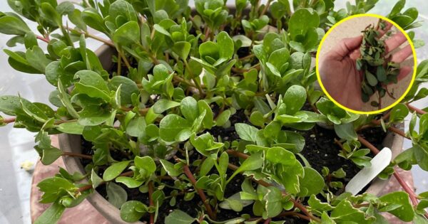 Tutti i motivi per cui dovresti coltivare una portulaca in vaso e come farlo