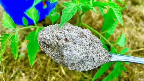 Tutti lo gettano nella spazzatura: è un potente fertilizzante per tutte le piante!