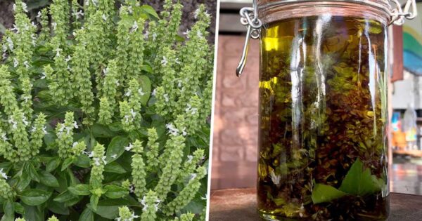 Tutto ciò che puoi fare con i fiori di basilico: non ignorarli, sono preziosissimi