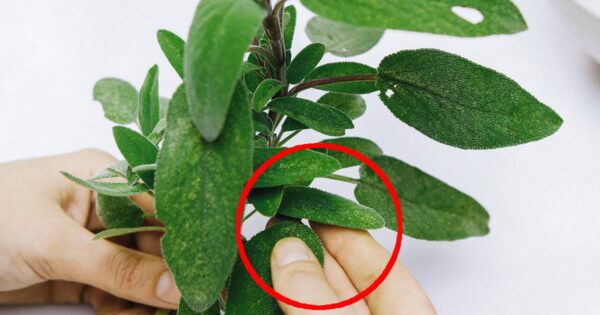 Tutto ciò che puoi fare con una sola piantina di salvia: tutti gli usi della nonna