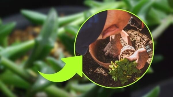 UNA PIANTA MOLTO SPECIALE A FORMA DI DELFINO, CHE POCHI CONOSCONO: COME COLTIVARLA