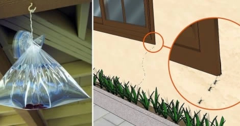 Un efficace rimedio naturale per tenere lontane per sempre zanzare, scarafaggi e formiche