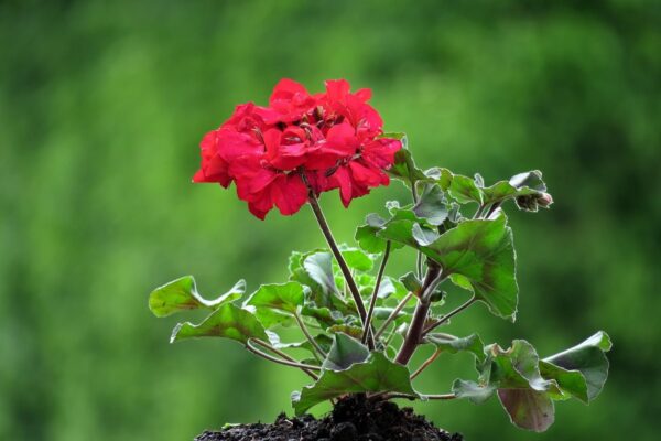 Un modo estremamente semplice per prendersi cura dei gerani per l’inverno. Non ne comprerete mai di nuovi in primavera!