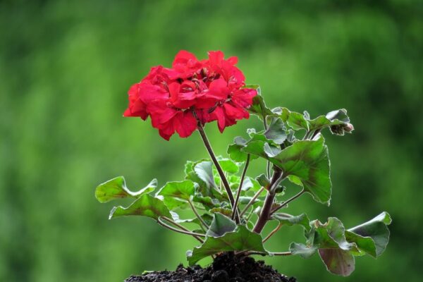 Un modo estremamente semplice per prendersi cura dei gerani per l’inverno. Non ne comprerete mai di nuovi in primavera!