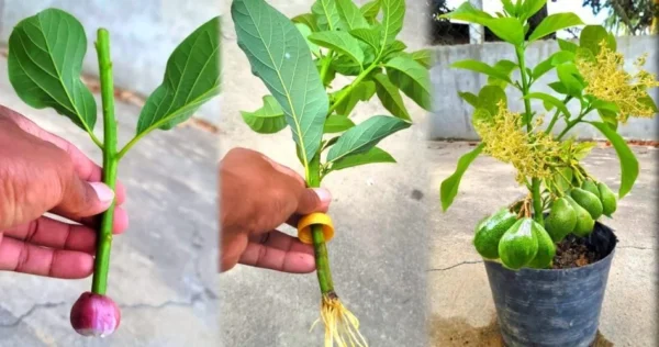 Un ottimo modo per coltivare un avocado in casa