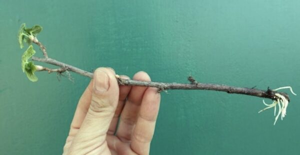 Un ottimo modo per radicare il ribes in 7 giorni. Un raccolto abbondante è in arrivo