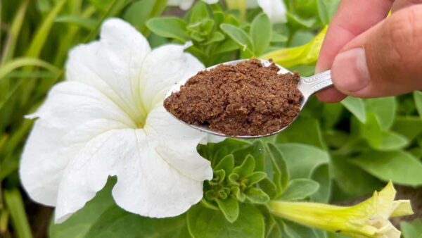 Un paio di cucchiai sotto qualsiasi fiore domestico e diventerà di nuovo verde e fiorirà magnificamente!