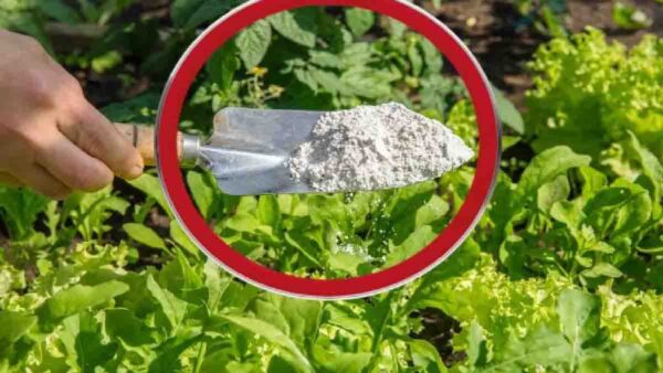 Un pizzico di questo pesticida naturale è sufficiente per tenere lontani i parassiti dalle piante per sempre.