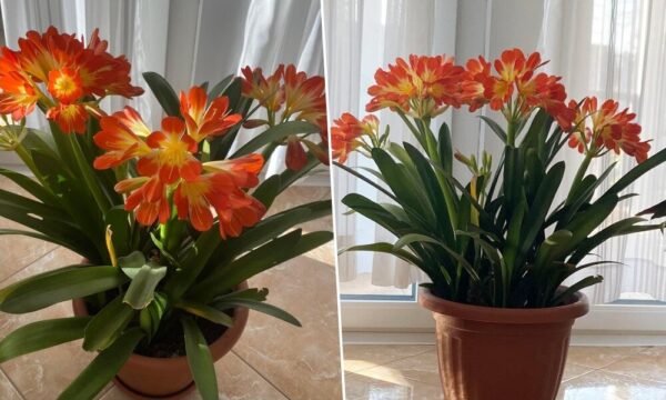 Un po’ di fatica e tanta gioia: la mamma mi ha spiegato perché CLÍVIA è la pianta migliore per l’appartamento!