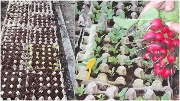 Un raccolto abbondante di ravanelli praticamente senza lavoro? Un giardiniere ci spiega il trucco e tutto ciò che serve è un cartone per le uova