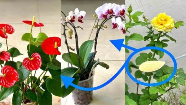 Un solo cucchiaio è sufficiente per far fiorire abbondantemente tutte le piante.