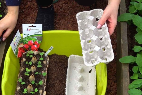 Un super trucco per seminare gli ortaggi. Mi servono solo dei cartoni per le uova. Ho provato con carote e ravanelli e ha funzionato.