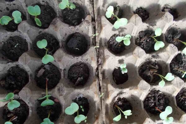 Un super trucco per seminare gli ortaggi. Mi servono solo dei cartoni per le uova. Ho provato con carote e ravanelli e ha funzionato.