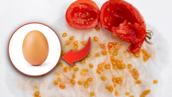 Un uovo, un pomodoro e un po’ di terra: quello che otterrai ti stupirà!