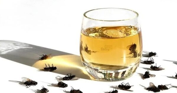 Un vecchio trucco che allontana mosche e scarafaggi dalla casa