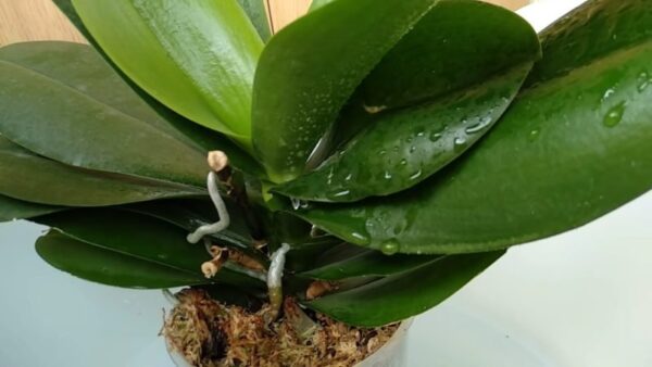 Un vecchio trucco della nonna. Versa acqua e limone sull’orchidea. GUARDA COME PORTA RISULTATI.