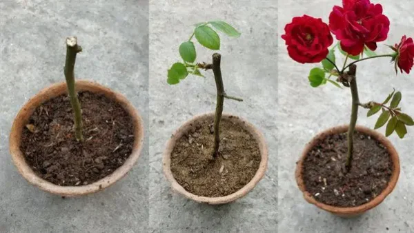 Un’avventura in fiore: propagazione di piante di rose da talee