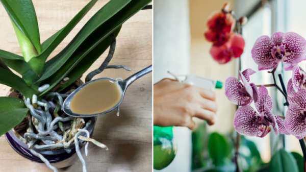 Una dose di sciroppo fatto in casa è come un antibiotico per le orchidee. Ripristinerà anche le vecchie piante sull’orlo della morte