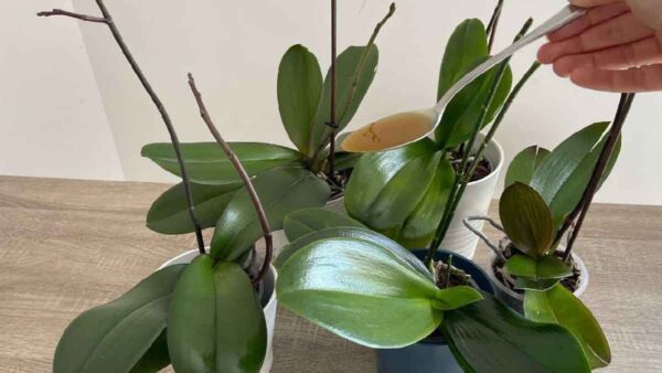 Una goccia di questo ingrediente farà diventare verdi e lucenti le foglie delle vostre orchidee!