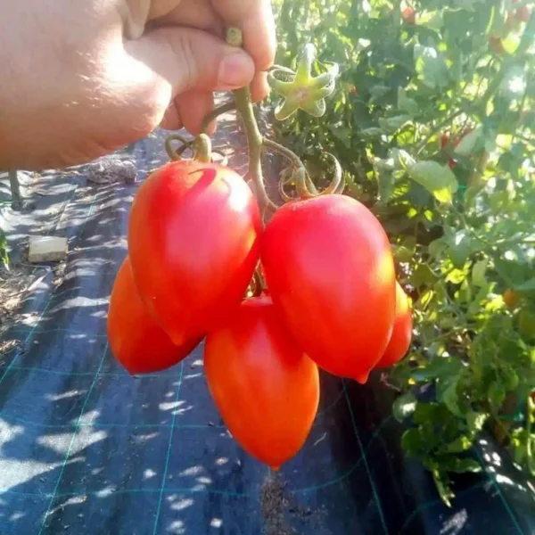 Una guida passo passo alla coltivazione dei pomodori in sacchetti