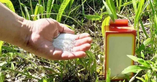 Una manciata di questo ingrediente rigenera l’intero giardino per quattro stagioni