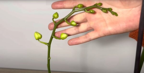 Una mia amica ha ricoperto di fiori tutte le sue orchidee a GENNAIO: si è scoperto che usa una buccia di banana in un modo MOLTO insolito!