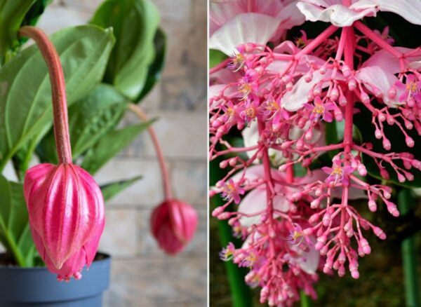 Una pianta dai fiori straordinari. Come si coltiva una grande medinilla in casa?