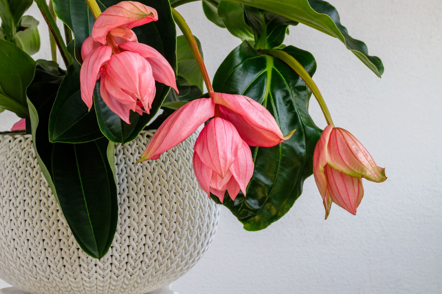 Medinilla magnifica: care & cultivation - Plantura