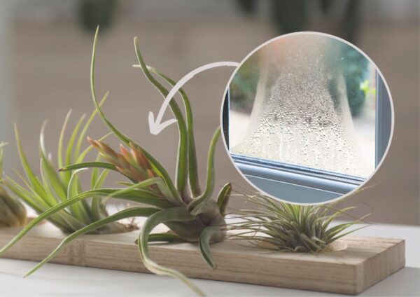 Una pianta insolita che cresce senza terra: elimina anche l’umidità e la muffa dalla casa!