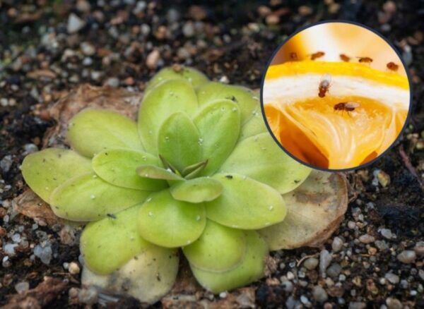 Una pianta originale che assorbe gli insetti. Coltivare e prendersi cura della pianta grassa