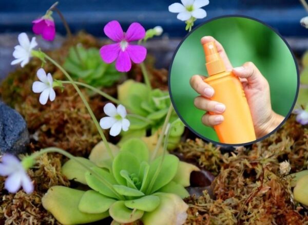 Una pianta originale che assorbe gli insetti. Coltivare e prendersi cura della pianta grassa