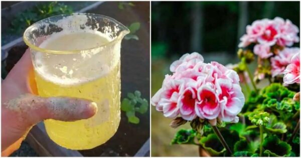 Una ricetta di un giardiniere esperto che farà fiorire anche i gerani più poveri. E richiede solo ingredienti fatti in casa