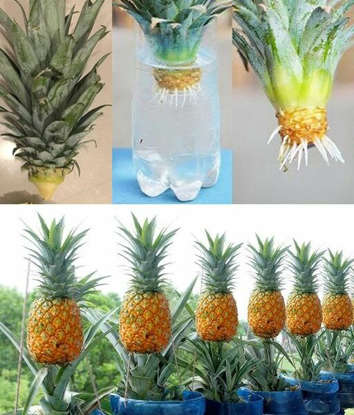 Una semplice guida per coltivare ananas in acqua a casa
