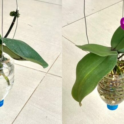 Una singola aggiunta all’acqua di irrigazione garantisce che le orchidee siano in piena fioritura tutto l’anno.