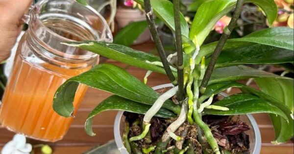 Una tazza al mese e avrete un balcone e un giardino pieno di fiori: Non ho mai provato nulla di simile