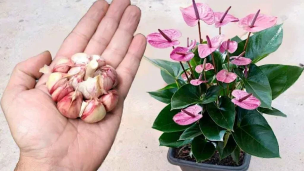 Uno spicchio nelle piante e farai fatica a credere ai risultati: sono immediati