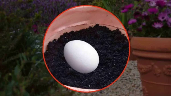 Uova crude in vaso: succede qualcosa di incredibile! Si risparmia un sacco di soldi