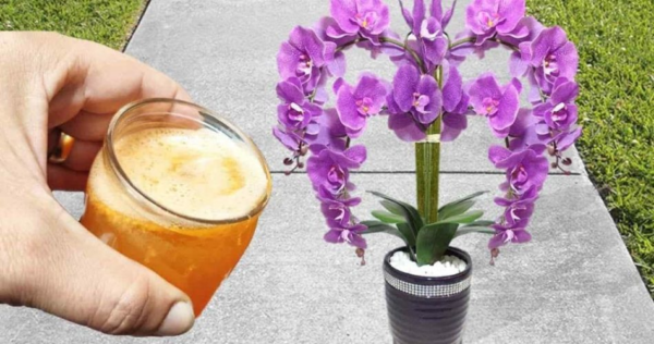 Usa questo popolare ingrediente per far fiorire le tue orchidee fatte in casa in pochissimo tempo