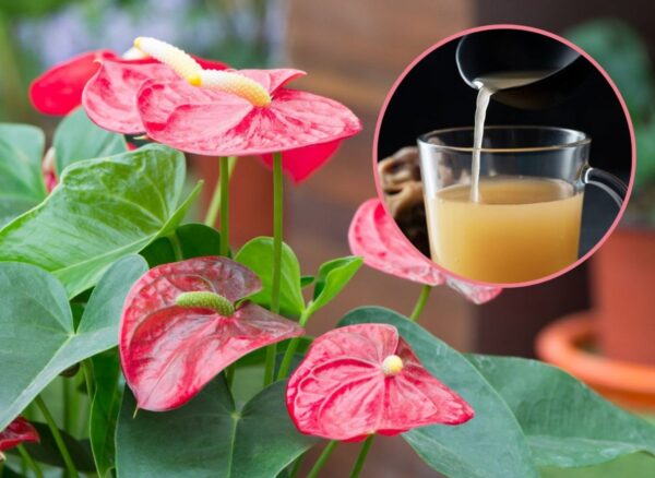 Uso lo sciroppo di fioritura dell’anturio ogni 15 giorni. Fa germogliare i boccioli uno per uno