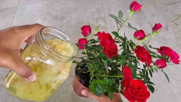 Utilizza questo metodo miracoloso e i tuoi rose fioriranno in ogni stagione!