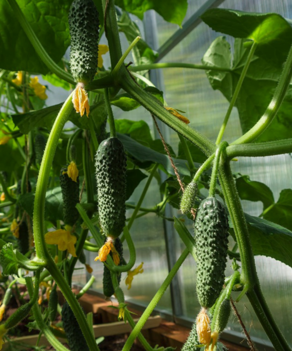 Versare 1 litro di latte in un secchio d’acqua: Il miglior fertilizzante per cetrioli e altre colture!