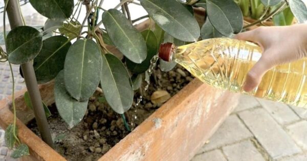Versare aceto sulle piante: 6 usi dell’aceto in giardino che non conoscevate