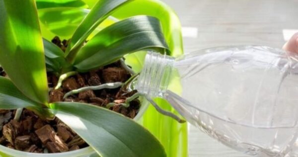 Versate un flacone nelle vostre orchidee e lasciate che crescano in abbondanza